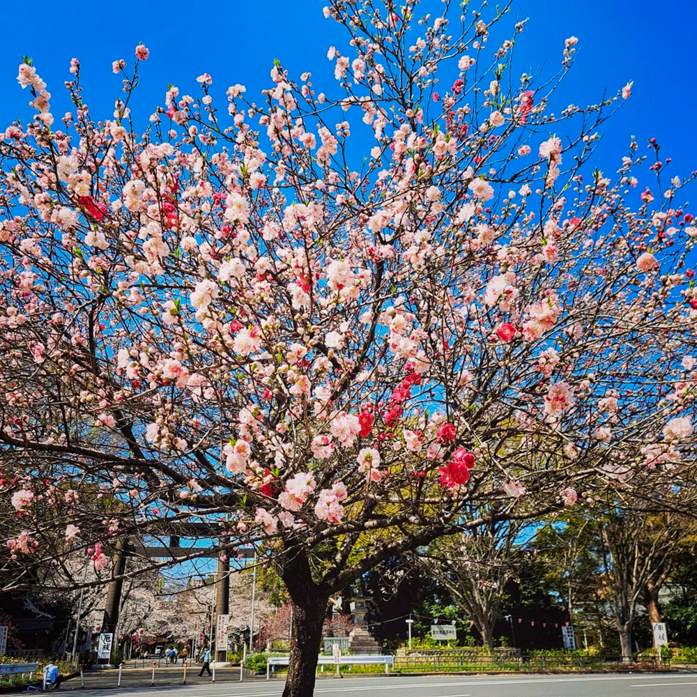 愛知県護国神社、花桃、3月春の花、名古屋市中区の観光・撮影スポットの画像と写真