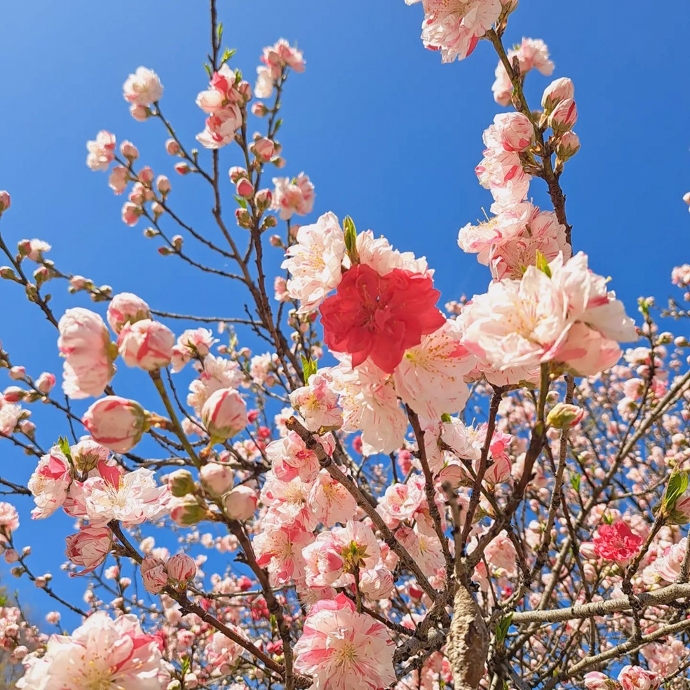 愛知県護国神社、花桃、3月春の花、名古屋市中区の観光・撮影スポットの画像と写真