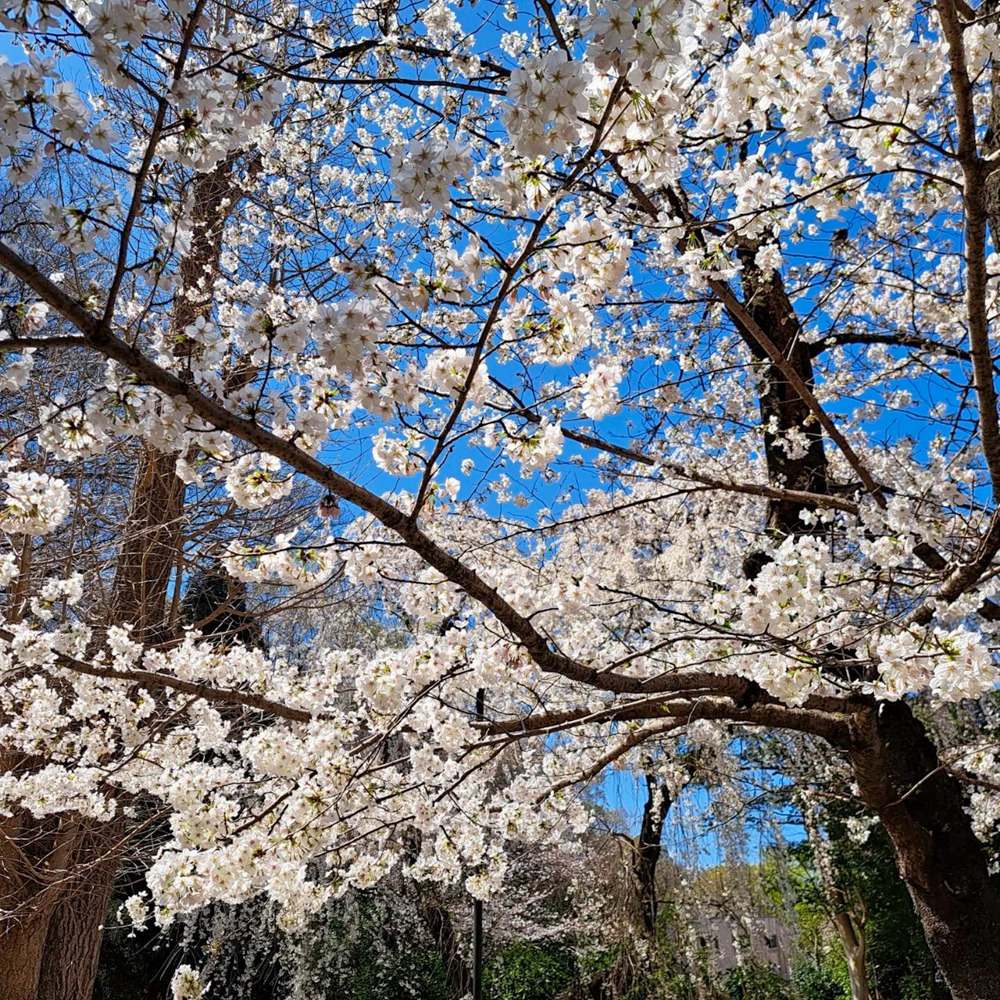 愛知県護国神社、桜並木、3月春の花、名古屋市中区の観光・撮影スポットの画像と写真