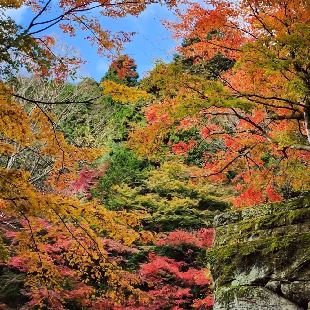 扶桑山大鷲院 、紅葉、秋、11月、愛知県豊田市の観光・撮影スポットの画像と写真