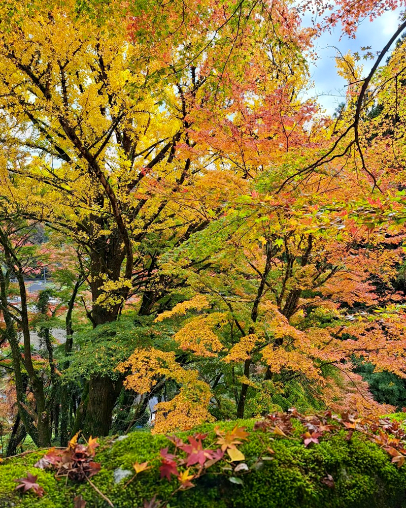 扶桑山大鷲院 、紅葉、秋、11月、愛知県豊田市の観光・撮影スポットの画像と写真