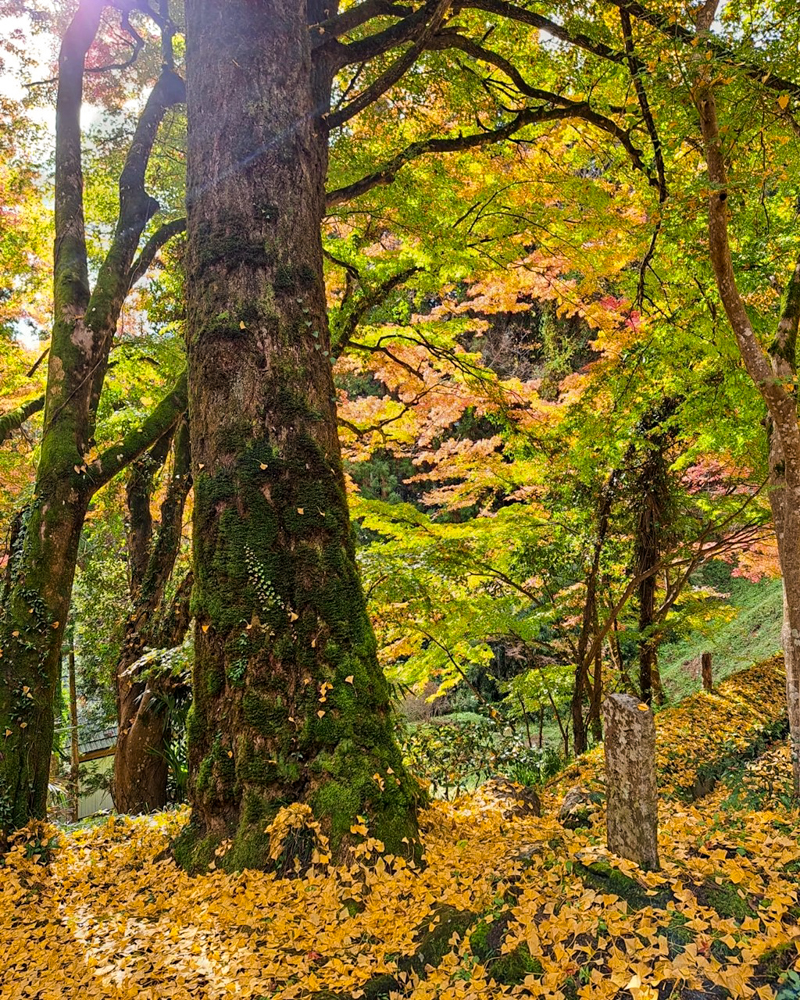 扶桑山大鷲院 、紅葉、秋、11月、愛知県豊田市の観光・撮影スポットの画像と写真