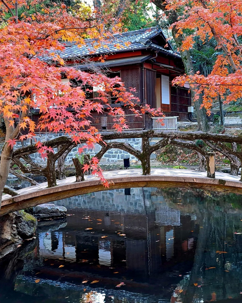 楊輝荘、紅葉、11月秋、日本庭園、名古屋市千種区の観光・撮影スポットの画像と写真