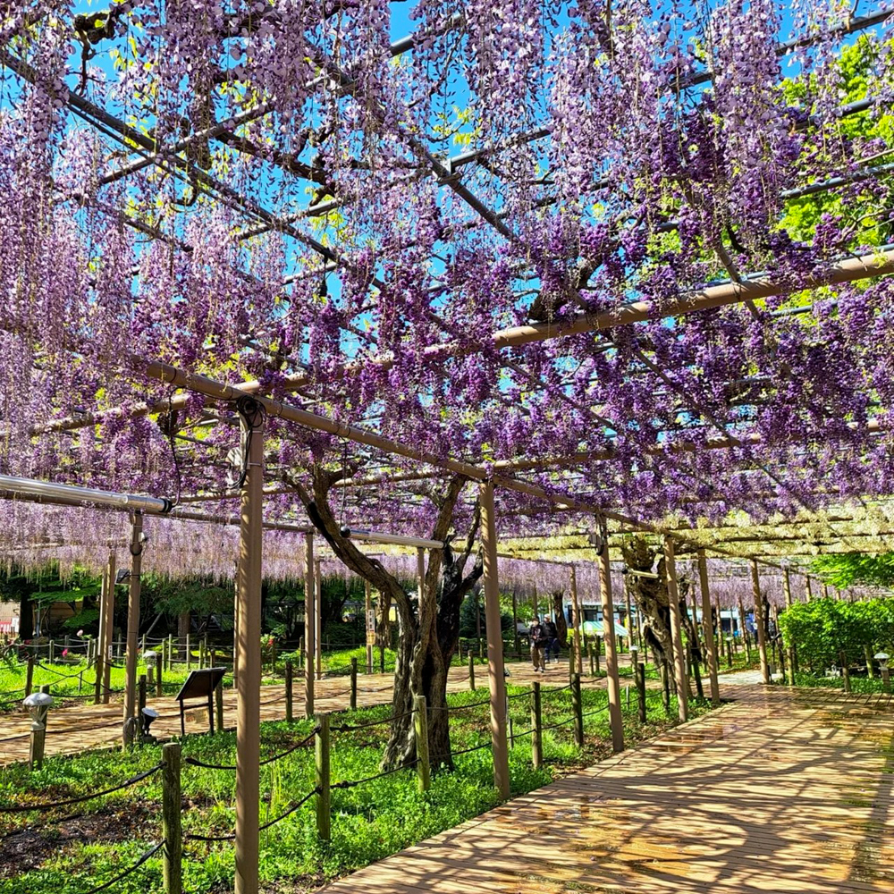曼陀羅寺公園、藤、5月の春の花、愛知県江南市の観光・撮影スポットの画像と写真