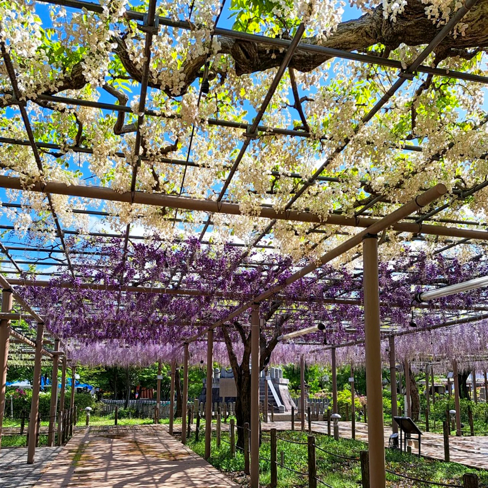 曼陀羅寺公園、藤、5月の春の花、愛知県江南市の観光・撮影スポットの画像と写真