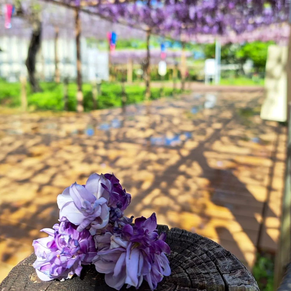 曼陀羅寺公園、藤、5月の春の花、愛知県江南市の観光・撮影スポットの画像と写真