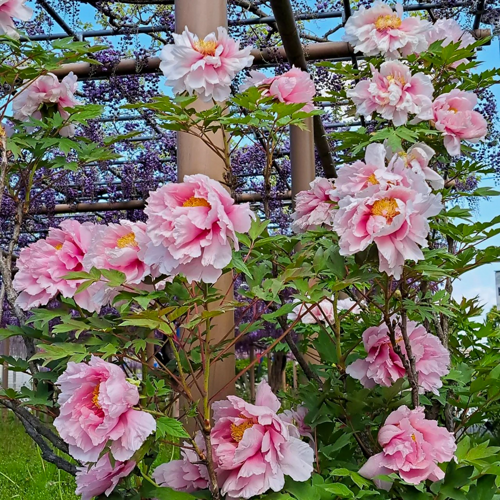 曼陀羅寺公園、牡丹、5月の春の花、愛知県江南市の観光・撮影スポットの画像と写真