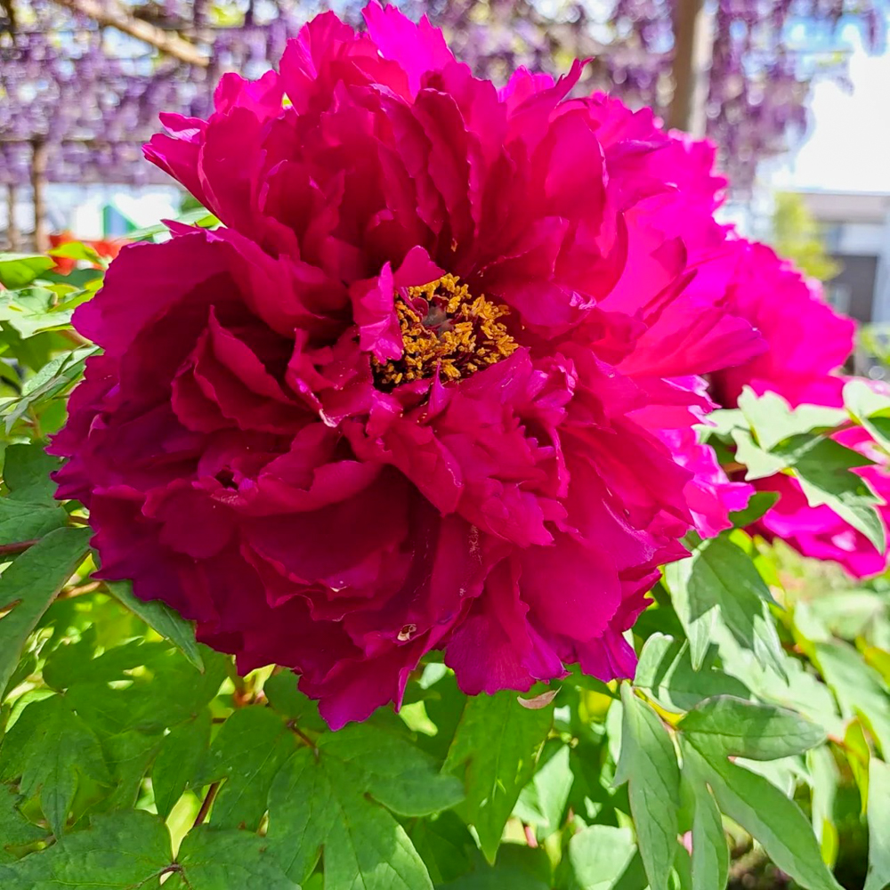 曼陀羅寺公園、牡丹、5月の春の花、愛知県江南市の観光・撮影スポットの画像と写真