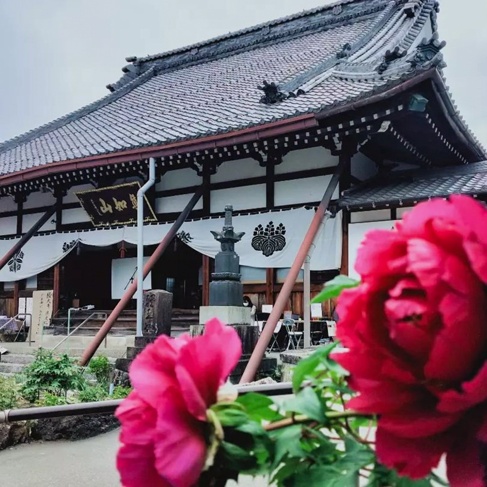 本覚寺の牡丹まつり 、4月春の花、岐阜県羽島市の観光・撮影スポットの画像と写真
