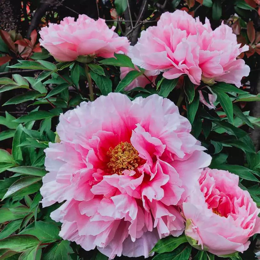 本覚寺の牡丹まつり 、4月春の花、岐阜県羽島市の観光・撮影スポットの画像と写真
