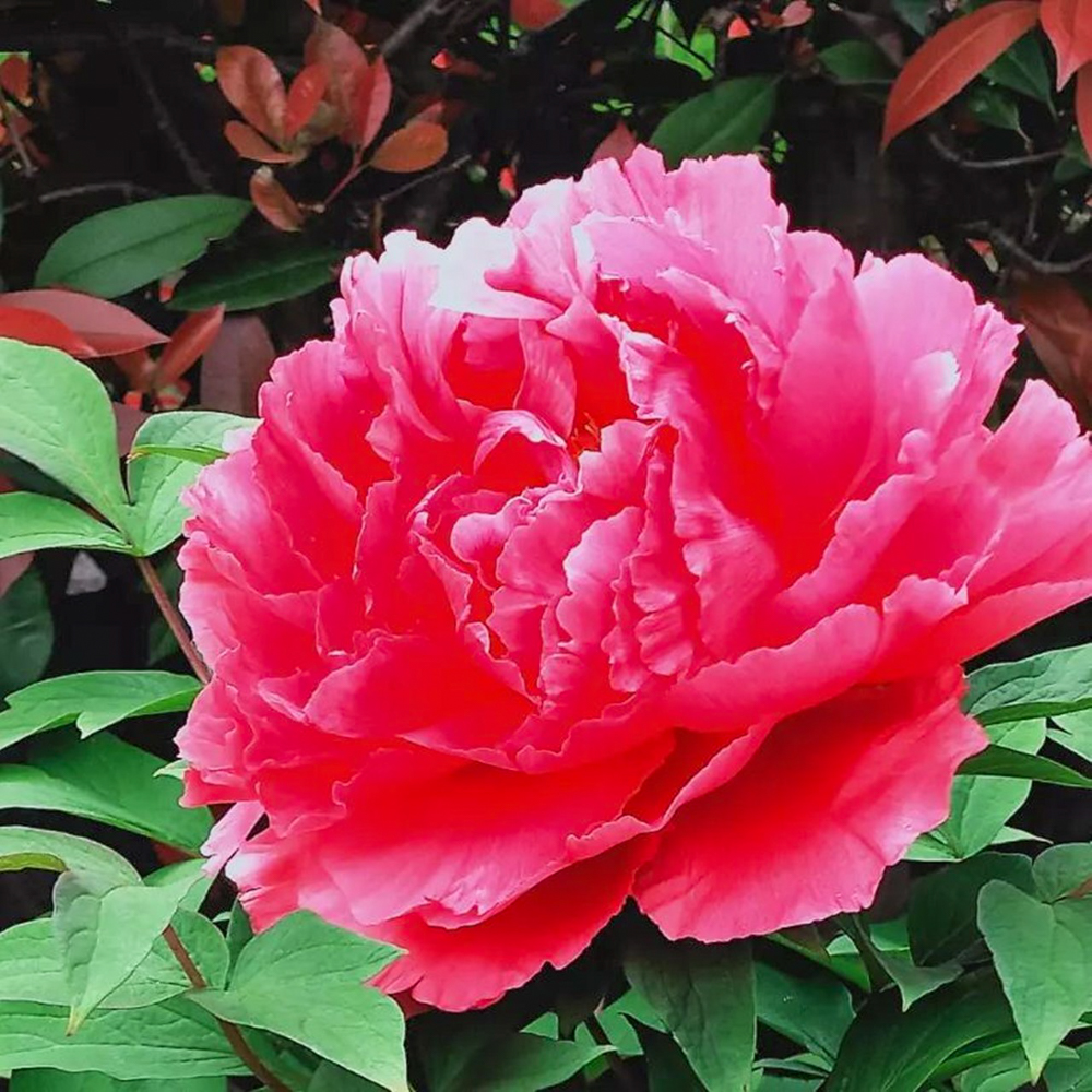 本覚寺の牡丹まつり 、4月春の花、岐阜県羽島市の観光・撮影スポットの画像と写真