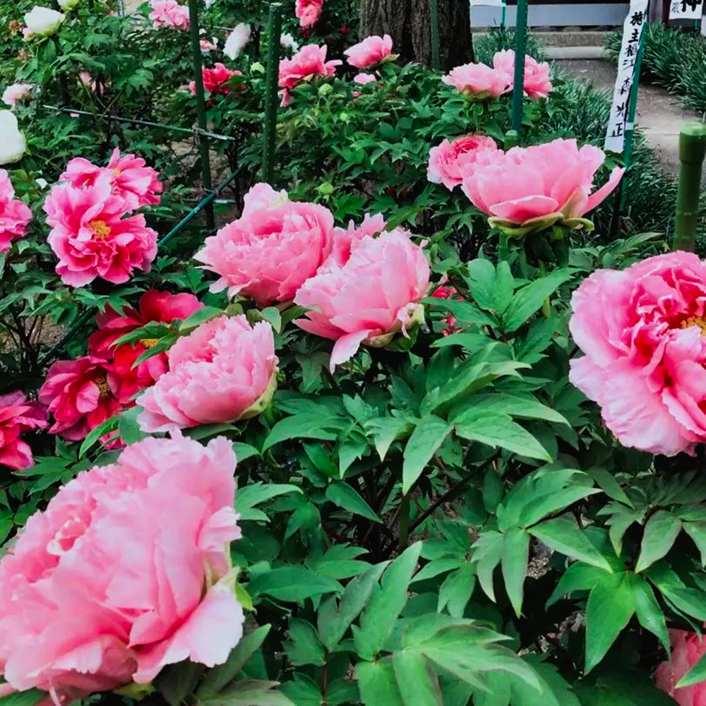 本覚寺の牡丹まつり 、4月春の花、岐阜県羽島市の観光・撮影スポットの画像と写真