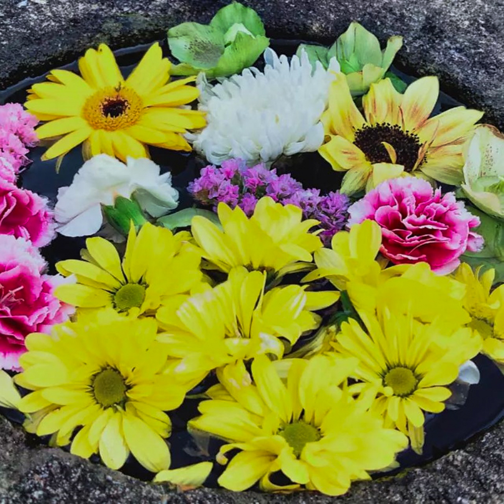 本覚寺の牡丹まつり 、4月春の花、岐阜県羽島市の観光・撮影スポットの画像と写真