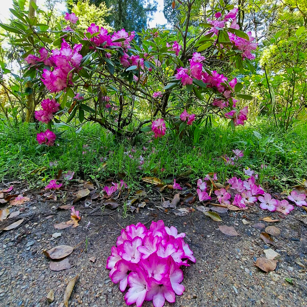 桂昌寺、シャクナゲ 、5月夏の花、岐阜県郡上市の観光・撮影スポットの名所