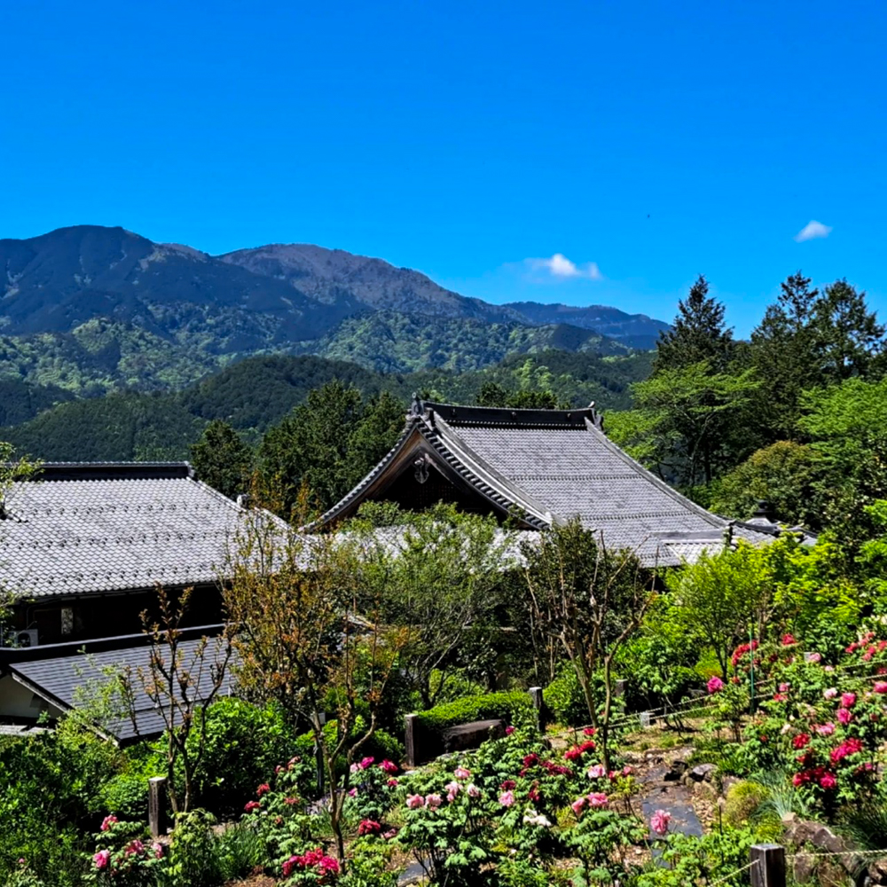 桂昌寺ぼたん園 、5月夏の花、岐阜県郡上市の観光・撮影スポットの名所