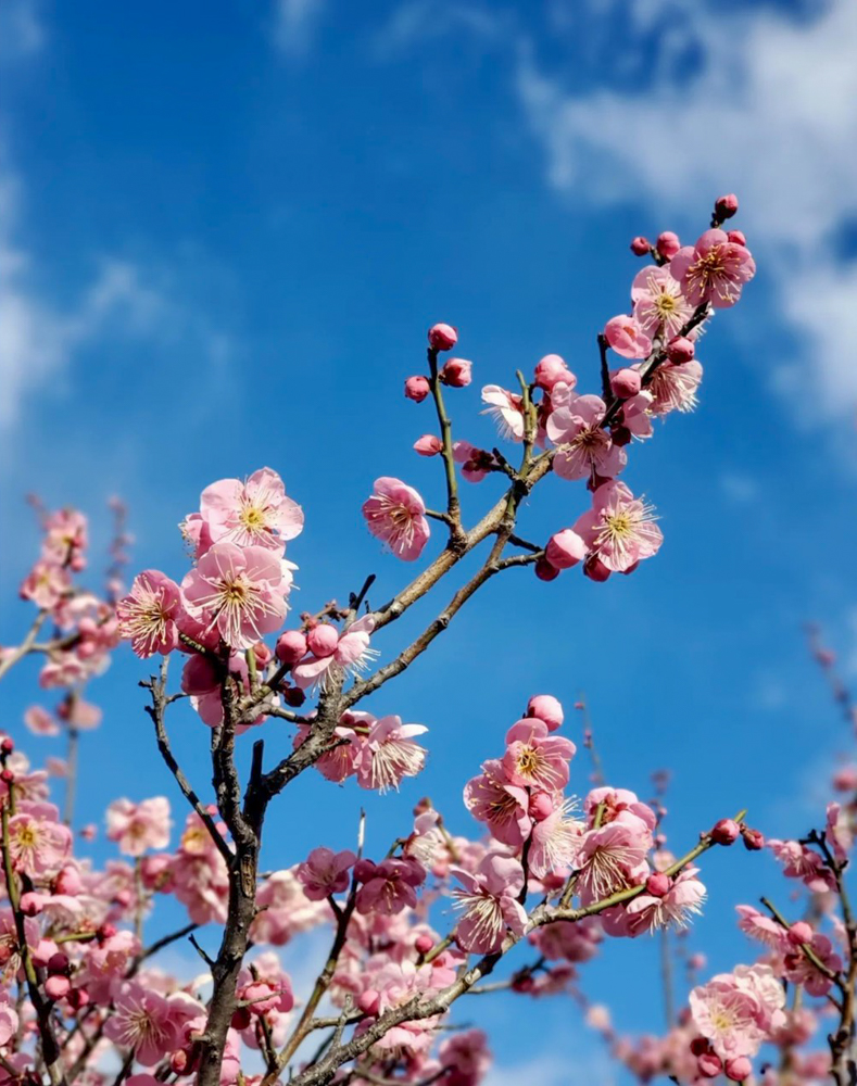 梅ヶ枝公園、梅、2月春、愛知県一宮市の観光・撮影スポットの画像と写真