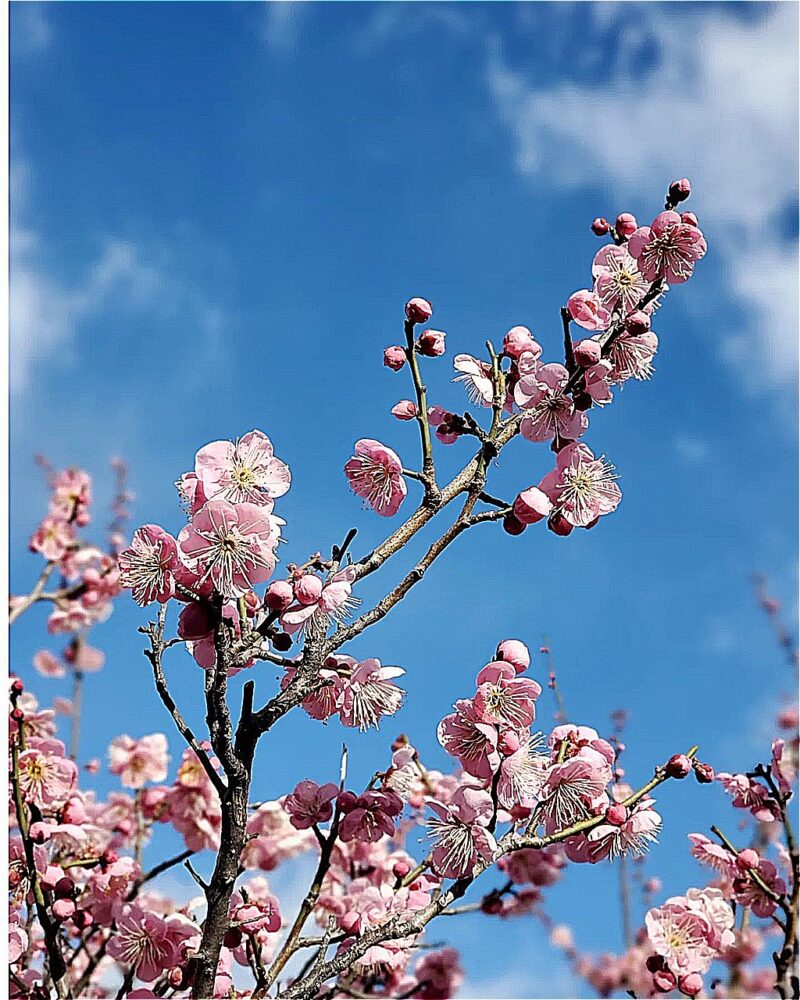 梅ヶ枝公園、梅、2月春、愛知県一宮市の観光・撮影スポットの画像と写真
