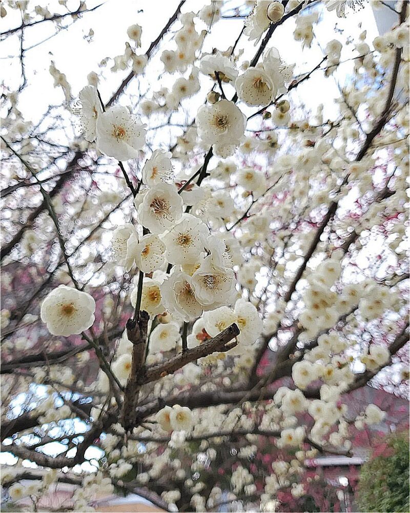 梅ヶ枝公園、梅、2月春、愛知県一宮市の観光・撮影スポットの画像と写真