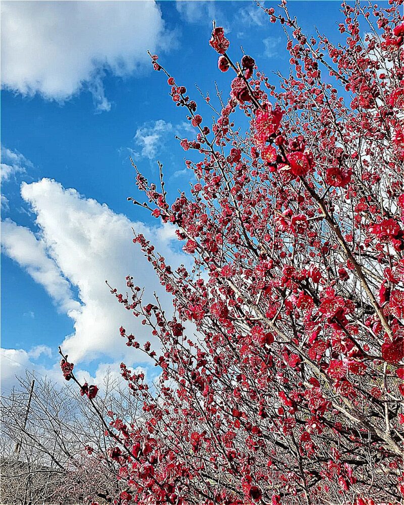 梅ヶ枝公園、梅、2月春、愛知県一宮市の観光・撮影スポットの画像と写真