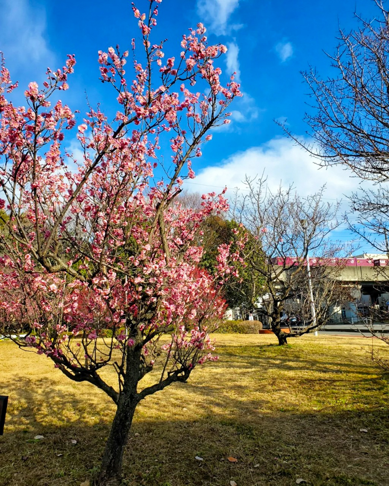 梅ヶ枝公園、梅、2月春、愛知県一宮市の観光・撮影スポットの画像と写真