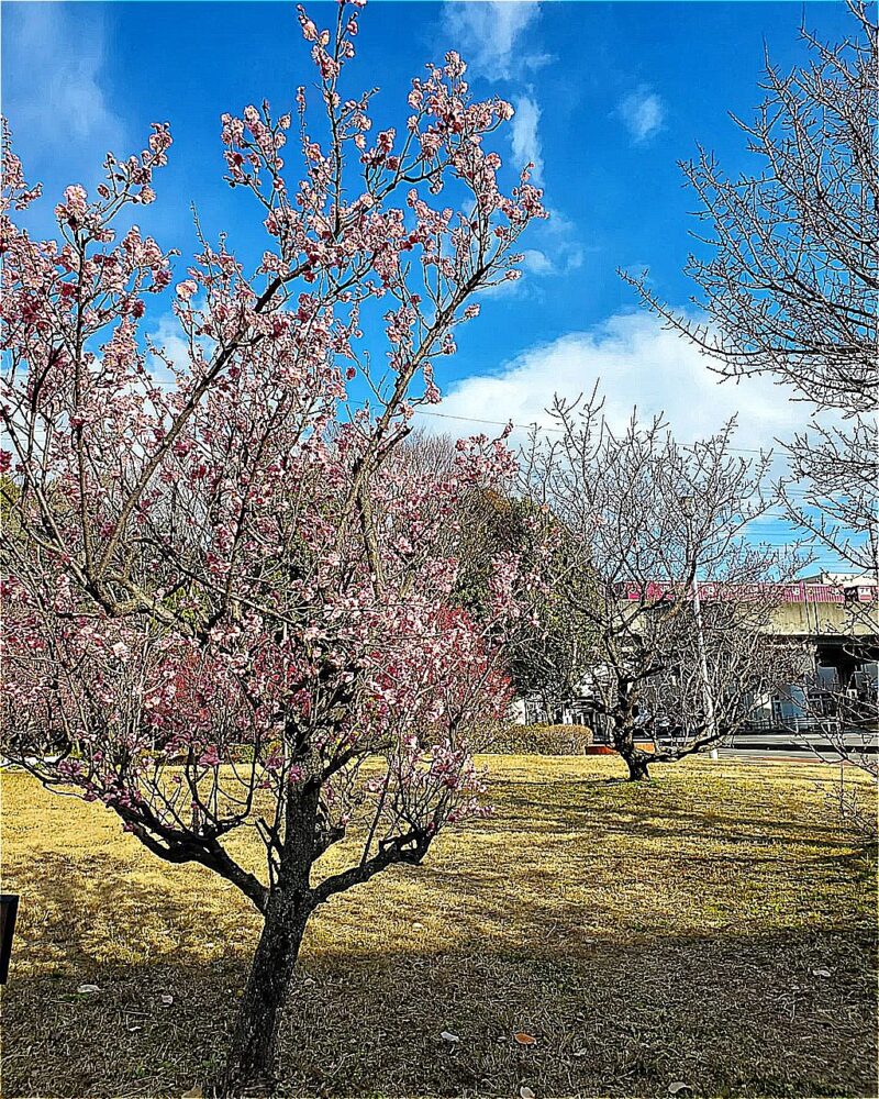 梅ヶ枝公園、梅、2月春、愛知県一宮市の観光・撮影スポットの画像と写真