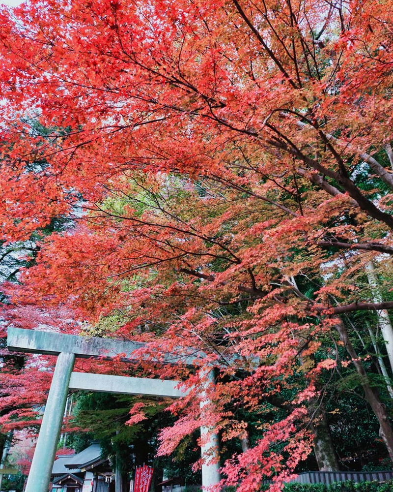 椿大神社 、紅葉、11月秋、三重県鈴鹿市の観光・撮影スポットの名所