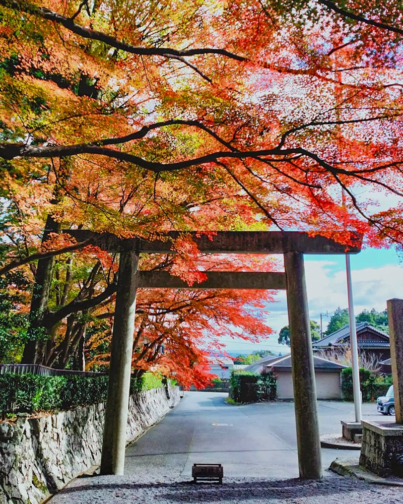 椿大神社 、紅葉、11月秋、三重県鈴鹿市の観光・撮影スポットの名所