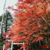 椿大神社 、紅葉、11月秋、三重県鈴鹿市の観光・撮影スポットの名所