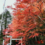 椿大神社 、紅葉、11月秋、三重県鈴鹿市の観光・撮影スポットの名所