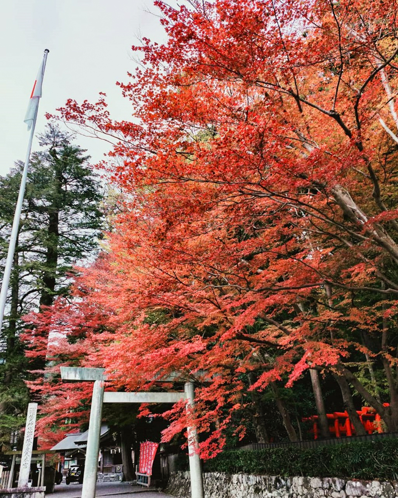 椿大神社 、紅葉、11月秋、三重県鈴鹿市の観光・撮影スポットの名所