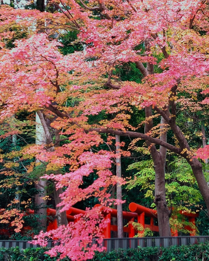 椿大神社 、紅葉、11月秋、三重県鈴鹿市の観光・撮影スポットの名所