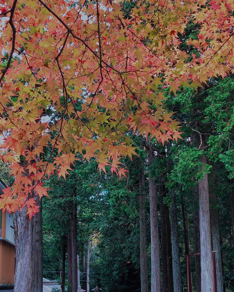 椿大神社 、紅葉、11月秋、三重県鈴鹿市の観光・撮影スポットの名所