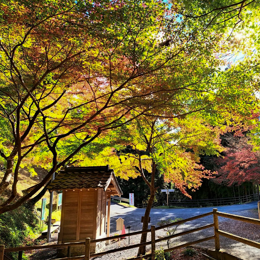 水沢もみじ谷。紅葉、11月秋、三重県四日市市の観光・撮影スポットの画像と写真
