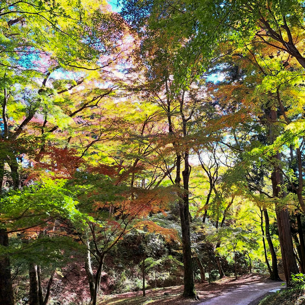 水沢もみじ谷。紅葉、11月秋、三重県四日市市の観光・撮影スポットの画像と写真