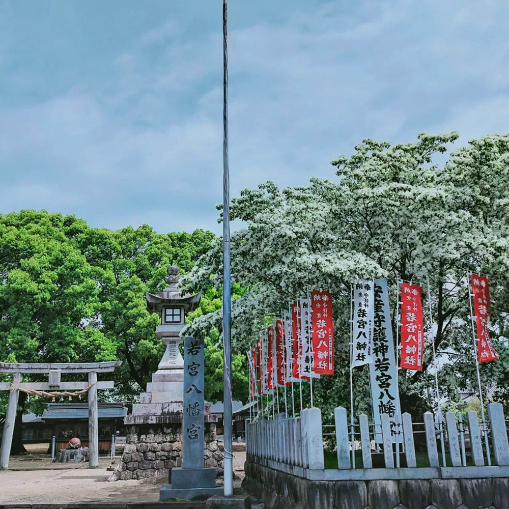 江南市の若宮八幡社 、ヒトツバタゴ、５月春の花、愛知県江南市の観光・撮影スポットの画像と写真