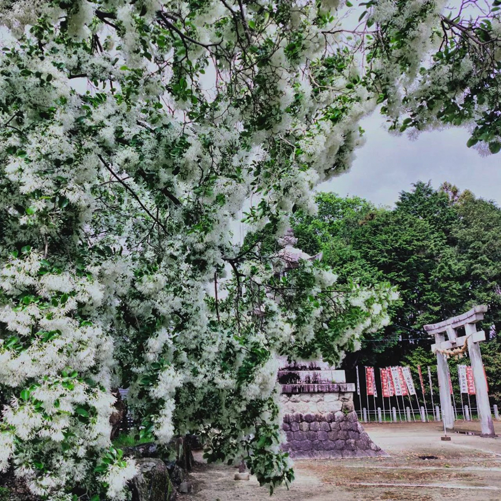 江南市の若宮八幡社 、ヒトツバタゴ、５月春の花、愛知県江南市の観光・撮影スポットの画像と写真