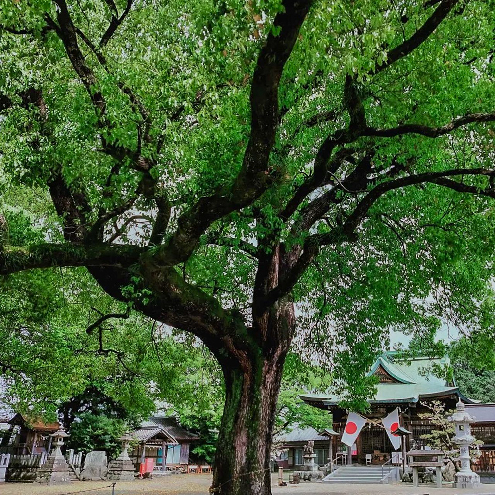 江南市の若宮八幡社 、愛知県江南市の観光・撮影スポットの画像と写真