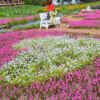 洲原ひまわりの里、芝桜、3月春の花、岐阜県美濃市の観光・撮影スポットの画像と写真