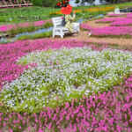 洲原ひまわりの里、芝桜、3月春の花、岐阜県美濃市の観光・撮影スポットの画像と写真