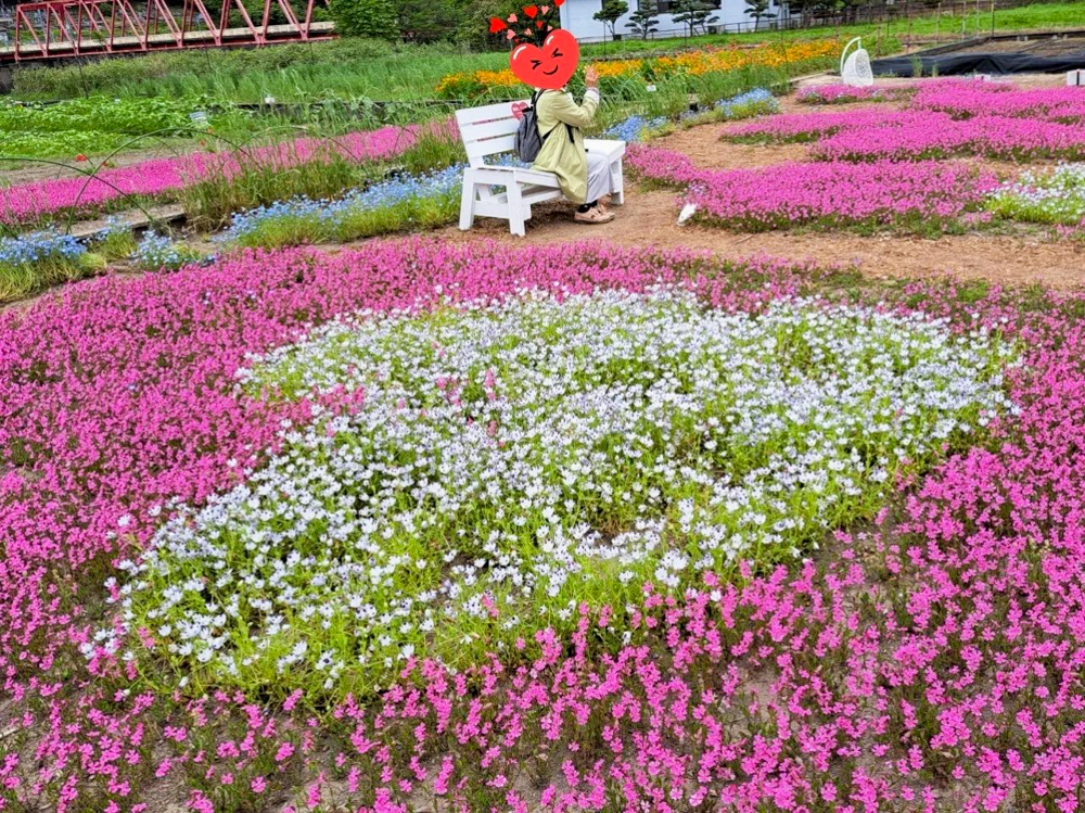 洲原ひまわりの里、芝桜、3月春の花、岐阜県美濃市の観光・撮影スポットの画像と写真