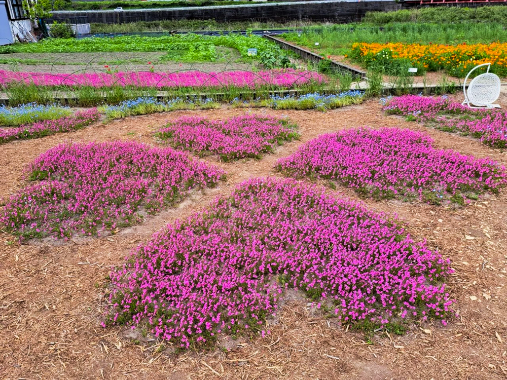 洲原ひまわりの里、芝桜、3月春の花、岐阜県美濃市の観光・撮影スポットの画像と写真