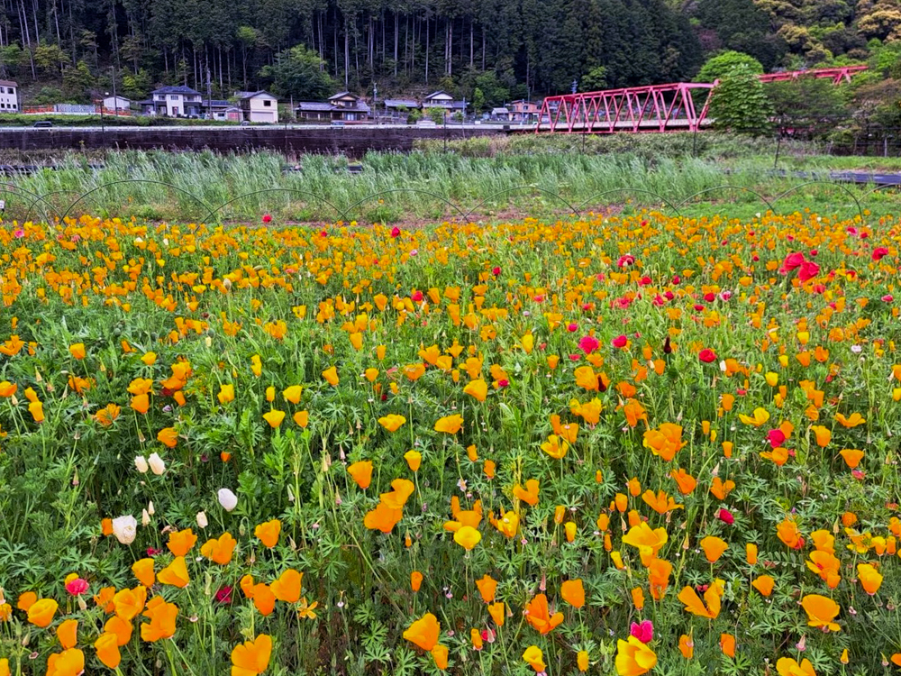 洲原ひまわりの里、3月春の花、岐阜県美濃市の観光・撮影スポットの画像と写真