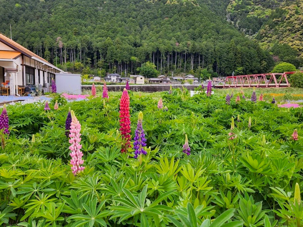 洲原ひまわりの里、3月春の花、岐阜県美濃市の観光・撮影スポットの画像と写真