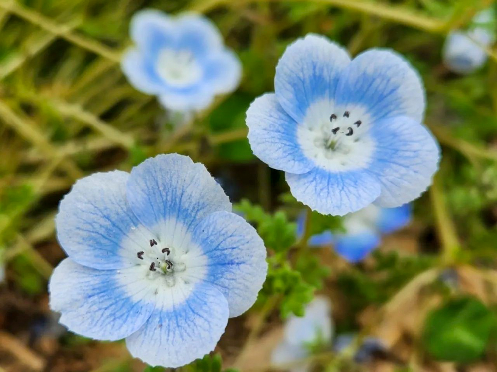 洲原ひまわりの里、ネモフィラ、3月春の花、岐阜県美濃市の観光・撮影スポットの画像と写真