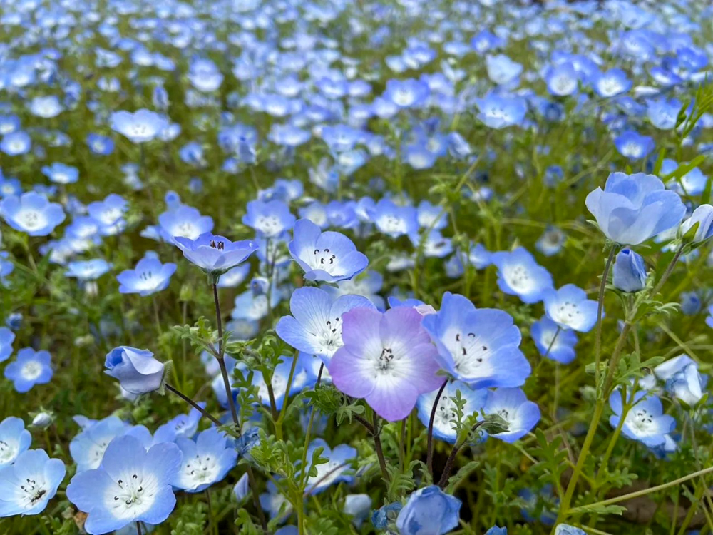 洲原ひまわりの里、ネモフィラ、3月春の花、岐阜県美濃市の観光・撮影スポットの画像と写真