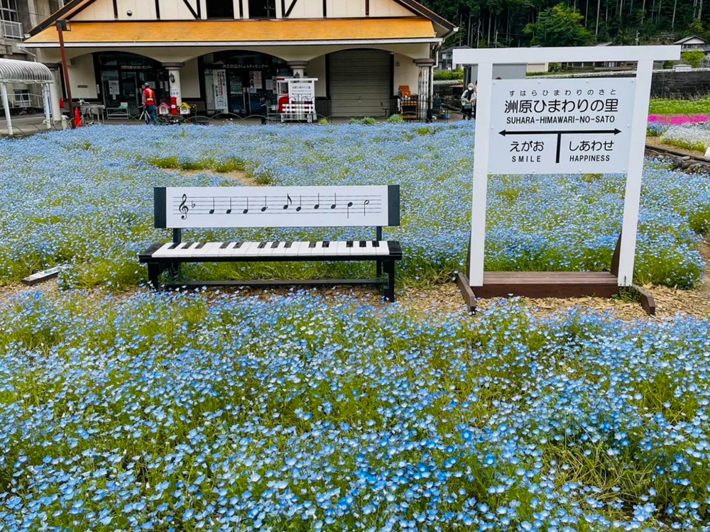 洲原ひまわりの里、ネモフィラ、3月春の花、岐阜県美濃市の観光・撮影スポットの画像と写真