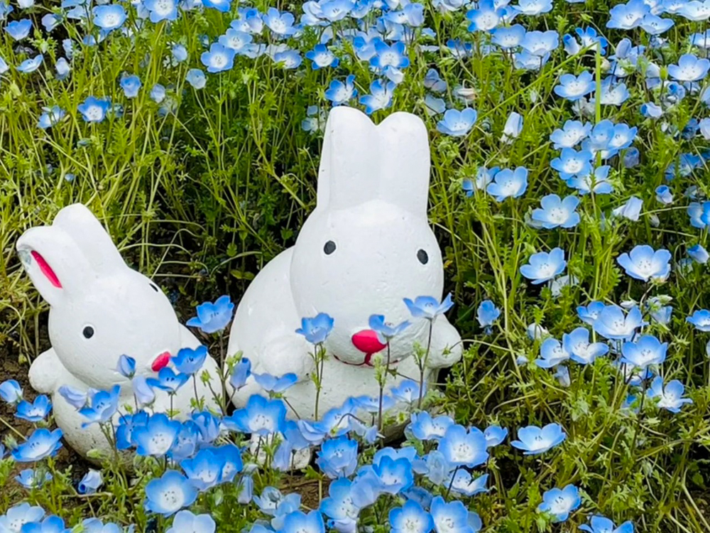 洲原ひまわりの里、ネモフィラ、3月春の花、岐阜県美濃市の観光・撮影スポットの画像と写真