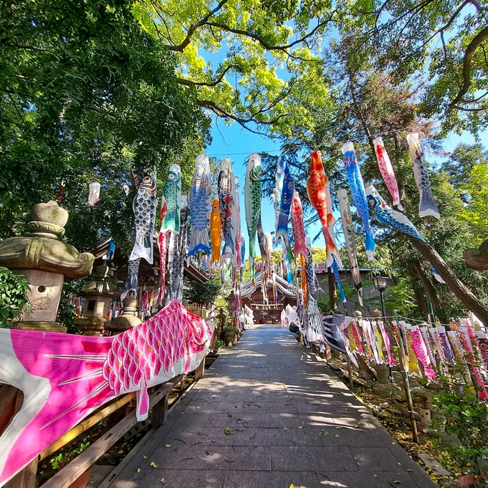 熊野神社、鯉のぼり、4月春、愛知県東海市の観光・撮影スポットの名所