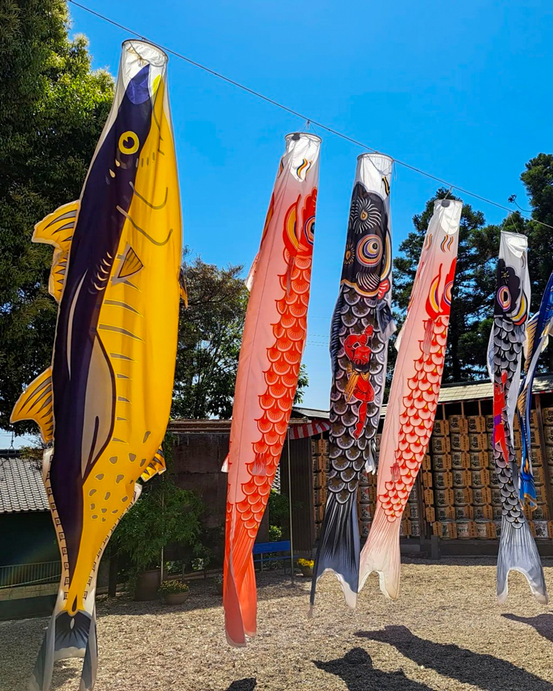 熊野神社、鯉のぼり、4月春、愛知県東海市の観光・撮影スポットの名所