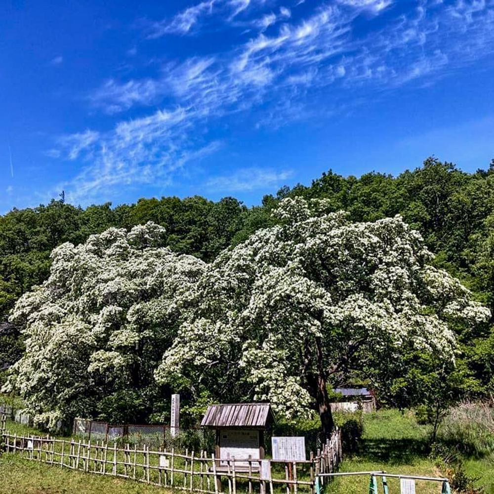犬山市ヒトツバタゴ、5月夏の花、愛知県犬山市の観光・撮影スポットの名所